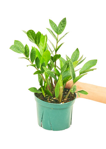 How to grow and care zz plant | Zamioculcas zamiifolia